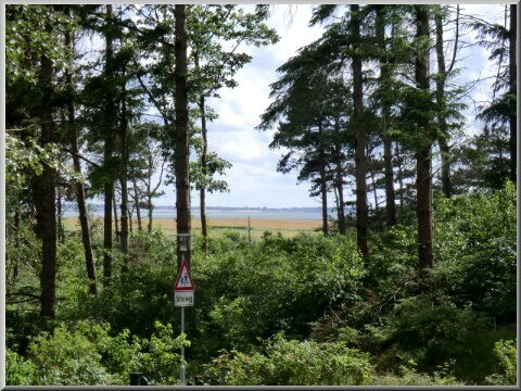 Durch den kleinen Waldstreifen ist das Meer bereits zu sehen!